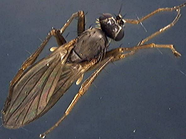 Lonchoptera tristis